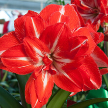 Red Amaryllis flower.