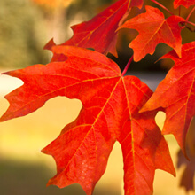 Red Fall leaves closeup.