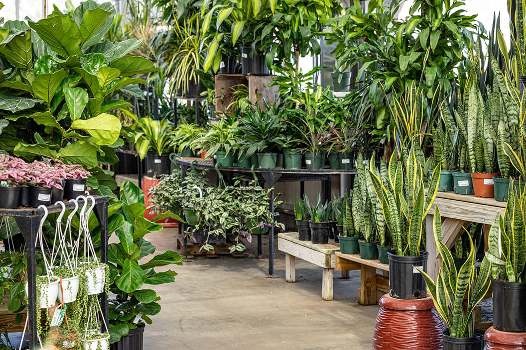 Leafy plants on display.