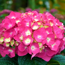 Vibrant pink hydrangeas.