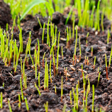 Young grass sprouts in soil.