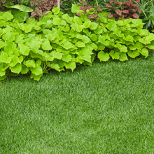 Green lawn with a shrub in the background.