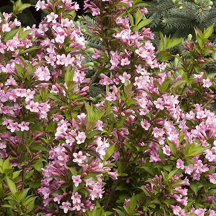 Pink Poppet Weigela