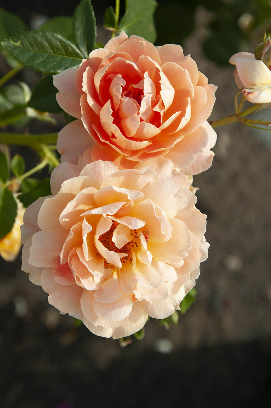 Closeup of orange roses.