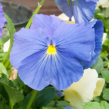 Purple Flower with a yellow center.