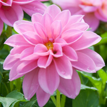 Closeup of a pink flower.