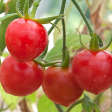 Cherry tomatos.