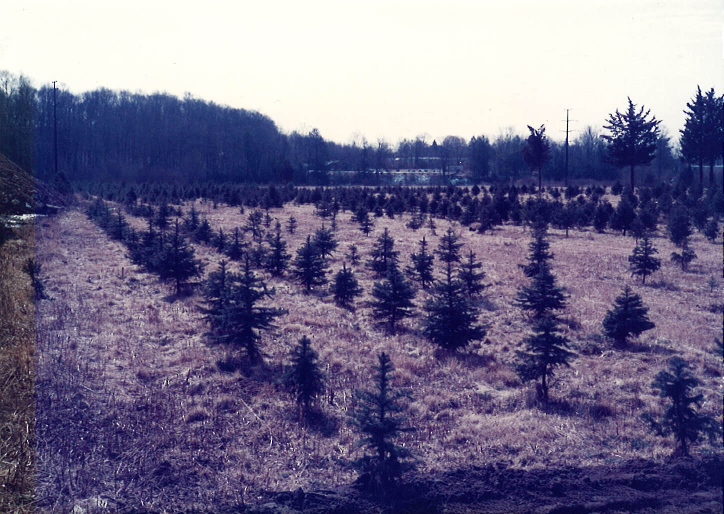Pine trees growing in a field.