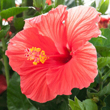 Red Flower with a yellow pollen filled center.