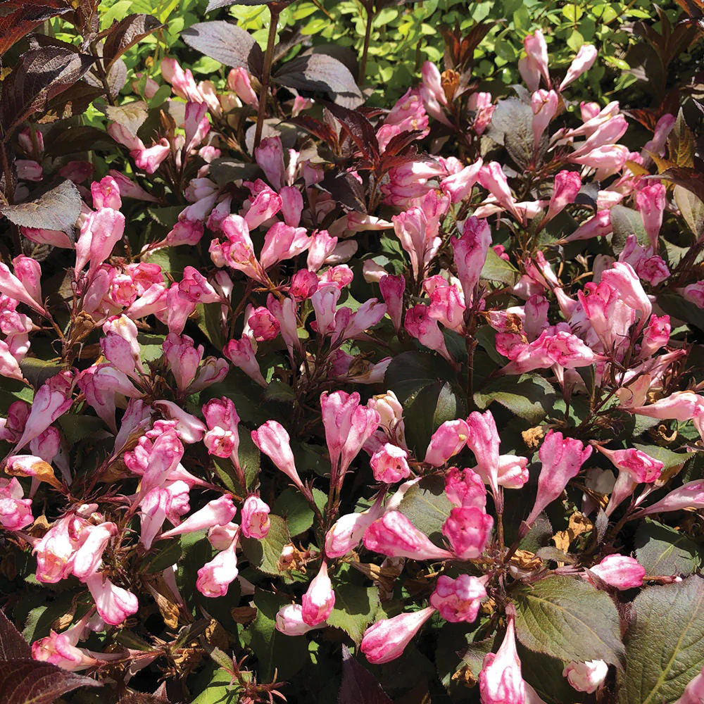 Afterglow Weigela