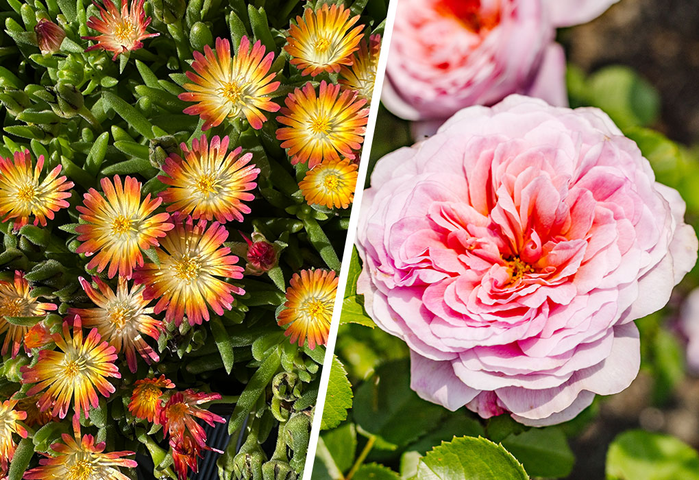 delosperma-rose-sale-2026