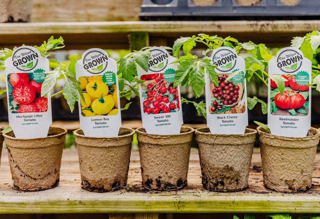 All About Tomatoes: Varieties, Success Tips, & More - Van Wilgen's