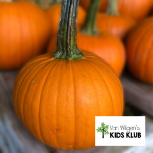 Pumpkin Decorating Kit