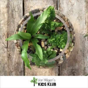 Fern Terrarium Kit