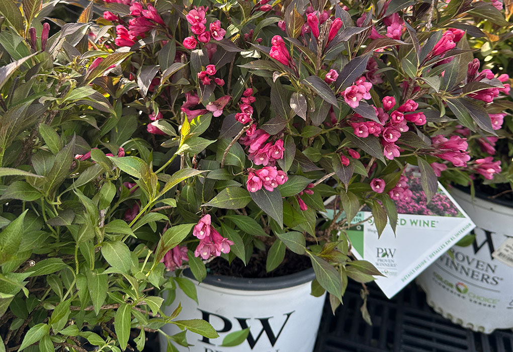 Van Deals - Van Wilgen's Garden Center