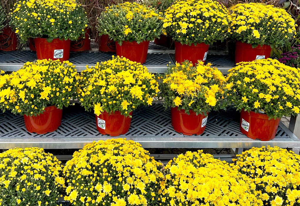 mums-b1g3